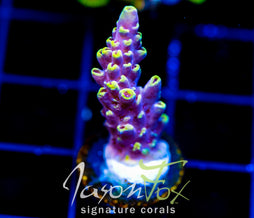 JF YELLOW BRICK ROAD ACRO