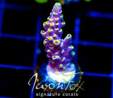 JF YELLOW BRICK ROAD ACRO