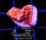 JF SNOW CAP MONTI