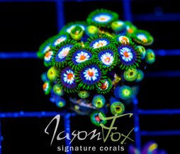 JF STARGAZERS ZOAS