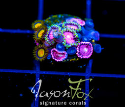 JF SUNFLOWER ZOAS COMBO