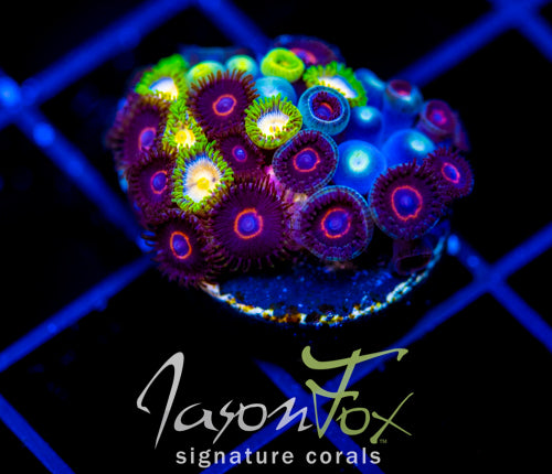 JF CRAZY EYES ZOAS COMBO