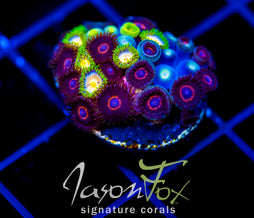 JF CRAZY EYES ZOAS COMBO