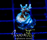 TYREE BLUEBERRY STARS ACRO