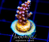 RRC PINK CADILLAC ACRO