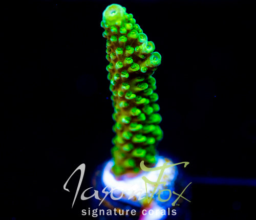 GREEN SLIMER ACRO