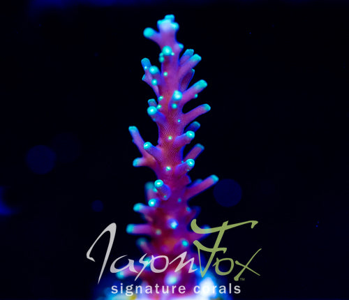 JF KAMIKAZE ACRO