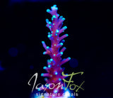 JF KAMIKAZE ACRO
