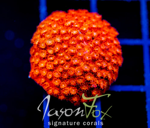 JF AGENT ORANGE CYPHASTREA