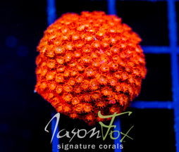 JF AGENT ORANGE CYPHASTREA