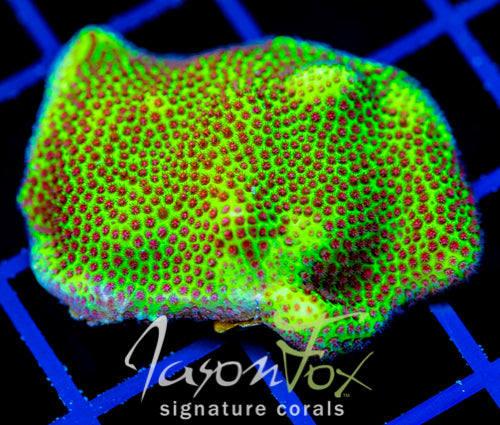 SPECIAL PORITES XL FRAG