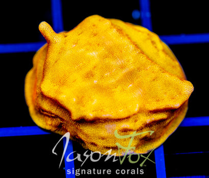 Coral様　3点おまとめ Jason_ox_Nemesis_Chalice_Coral