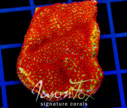 JF REVERSE SUNSET MONTI XL FRAG