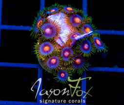 JF BIG BANG ZOA