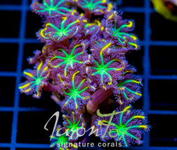 JF YELLOW INFUSED RAINBOW CLOVES XL FRAG