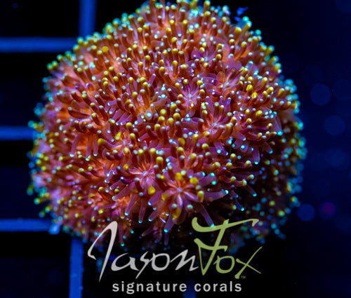 JF ORANGE CRUSH GALAXIA XL FRAG