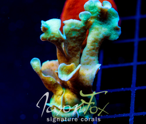 JF JUNGLE GYM BRANCHING LEPTO XL FRAG