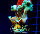 JF JUNGLE GYM BRANCHING LEPTO XL FRAG