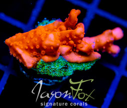 JF RED HOT SETOSA