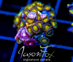 JF SUNFLOWER ZOAS COMBO