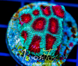 JF FIERY RED FAVIA