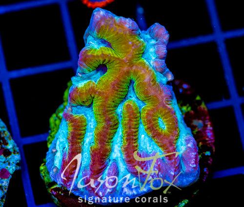 JF NUCLEAR SPILL MAZE BRAIN