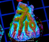 JF NUCLEAR SPILL MAZE BRAIN