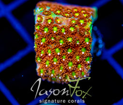JF KALEIDOSCOPE GONI