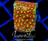 JF KALEIDOSCOPE GONI