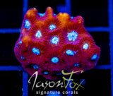 JF PARANOIA FAVIA