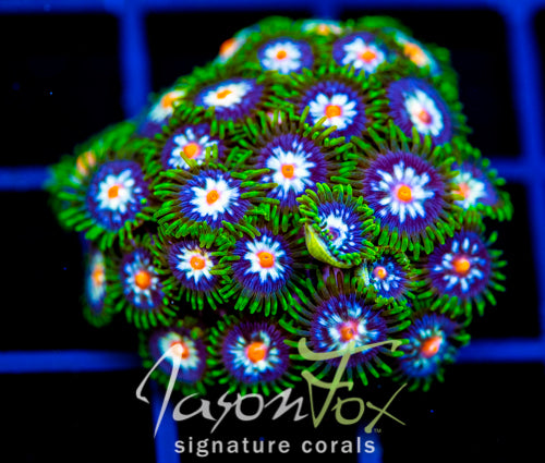 JF STARGAZERS ZOAS COMBO XL FRAG