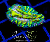 JF LIME LIGHT HYDNO