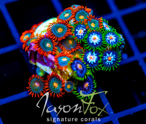 JF GATORAIDES ZOAS COMBO