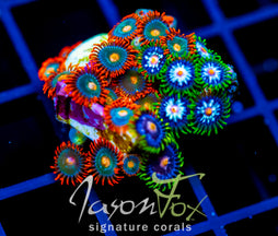 JF GATORAIDES ZOAS COMBO