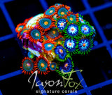 JF GATORAIDES ZOAS COMBO