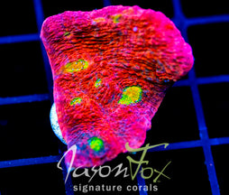 JF PINK BOOBIES CHALICE XL FRAG