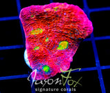 JF PINK BOOBIES CHALICE XL FRAG