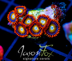 JF BLUE EYE BLONDES ZOAS