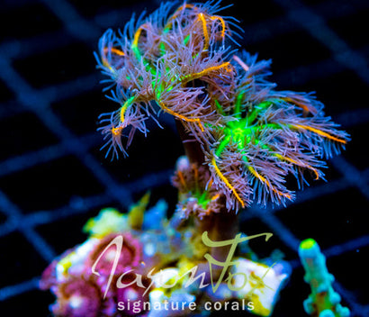 JF ORANGE INFUSED RAINBOW CLOVES COMBO