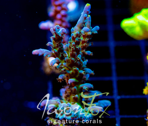 JF LEMONGRASS ACRO 2" MINI COLONY