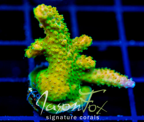 JF HATERAID ACRO