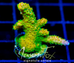 JF HATERAID ACRO