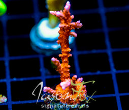JF FIRESTARTER MONTI HIRSUTA