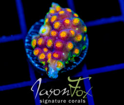 JF PARTY CRASHER CYPHASTREA
