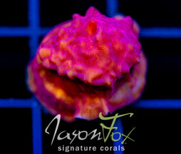 JF RASPBERRY ICE LEPTO