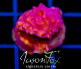 JF RASPBERRY ICE LEPTO
