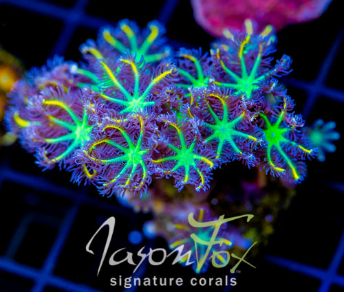 JF YELLOW INFUSED RAINBOW CLOVES