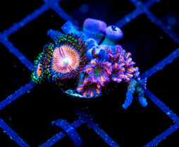 JF TANGERINE TWISTERS CLOVES COMBO