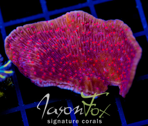 RRC RED ROSES  MONTI CAP