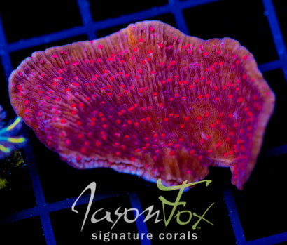 RRC RED ROSES  MONTI CAP